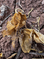 Asclepias cryptoceras, photograph (c) Parker James Lloyd, some rights reserved (CC BY)
