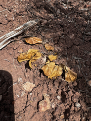 Asclepias cryptoceras, photograph (c) Parker James Lloyd, some rights reserved (CC BY)