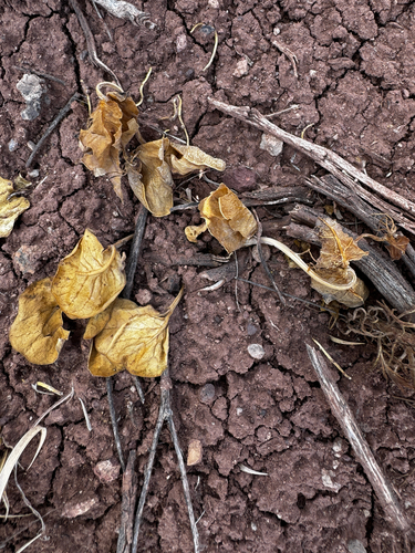 Asclepias cryptoceras, photograph 3