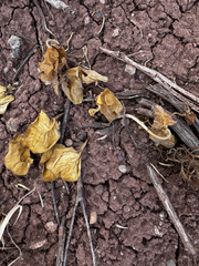 Asclepias cryptoceras, photograph (c) Parker James Lloyd, some rights reserved (CC BY)