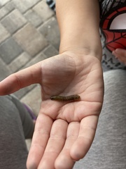 Evergestis rimosalis