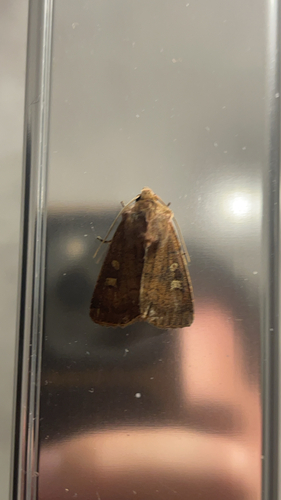 Square-spot Rustic