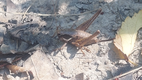 Meadow Dark Bush-cricket