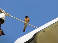 Phoenicurus phoenicurus