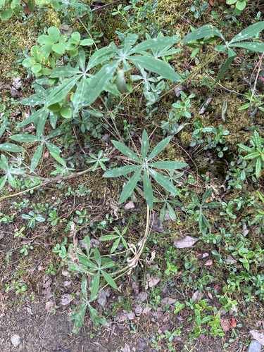 Lupinus arcticus, photograph 5