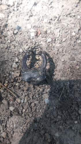 European Stag Beetle