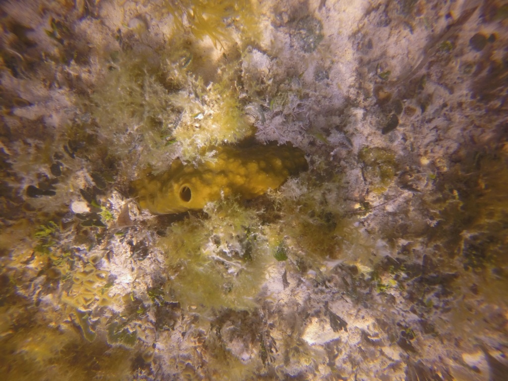 Brown Variable Sponge