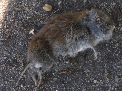 Grey Red-backed Vole