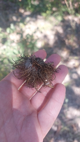 Andricus caputmedusae