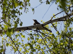 Turdus pilaris