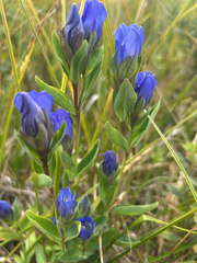 Gentiana sceptrum, photograph (c) Bryan Vroom, some rights reserved (CC BY)
