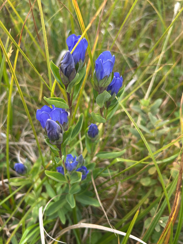 Gentiana sceptrum, photograph 5