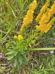 Solidago elongata, photograph (c) Bryan Vroom, some rights reserved (CC BY)