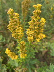 Solidago elongata, photograph (c) Bryan Vroom, some rights reserved (CC BY)