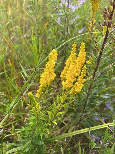 Solidago elongata, photograph 4