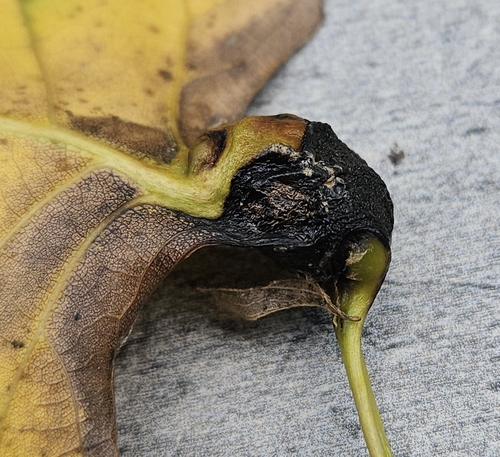 Poplar Leaf-base Gall