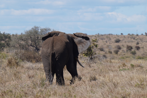 African Savanna Elephant