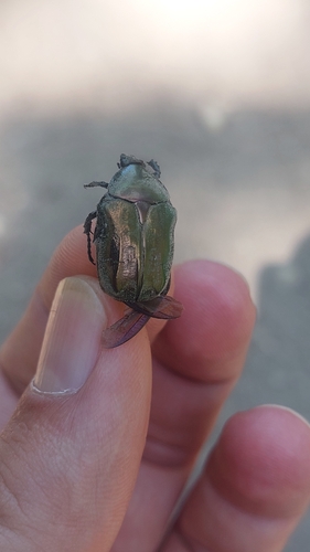 European Rose Chafer