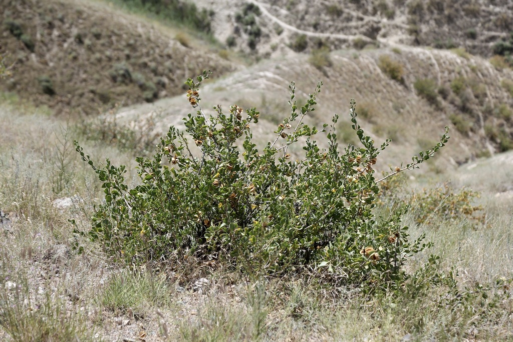 Zygophyllum atriplicoides; photograph Dr. Alexey Yakovlev, CC BY, iNaturalist via GBIF