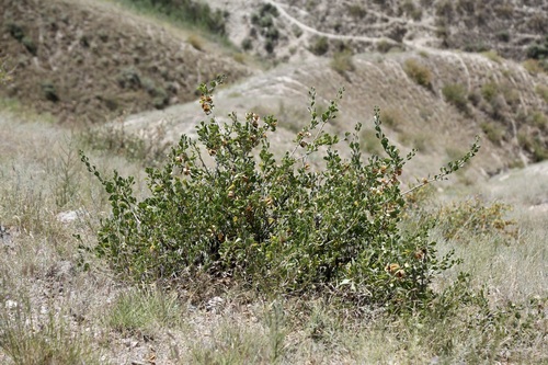 Zygophyllum atriplicoides