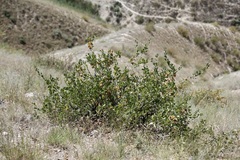 Zygophyllum atriplicoides