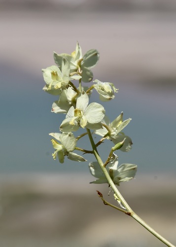 Delphinium semibarbatum, photograph 1