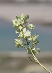 Delphinium semibarbatum, photograph Dr. Alexey Yakovlev, CC BY, iNaturalist via GBIF