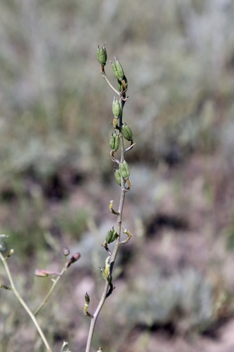 Delphinium semibarbatum, photograph 2