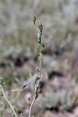Delphinium semibarbatum, photograph Dr. Alexey Yakovlev, CC BY, iNaturalist via GBIF