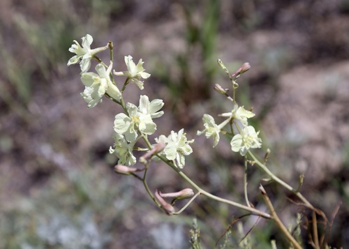 Delphinium semibarbatum