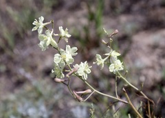 Delphinium semibarbatum