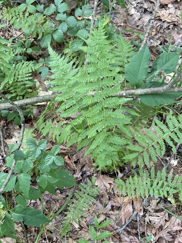Coryphopteris observed 2026-08-15