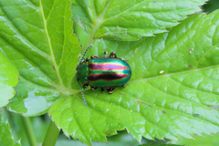 Chrysolinina