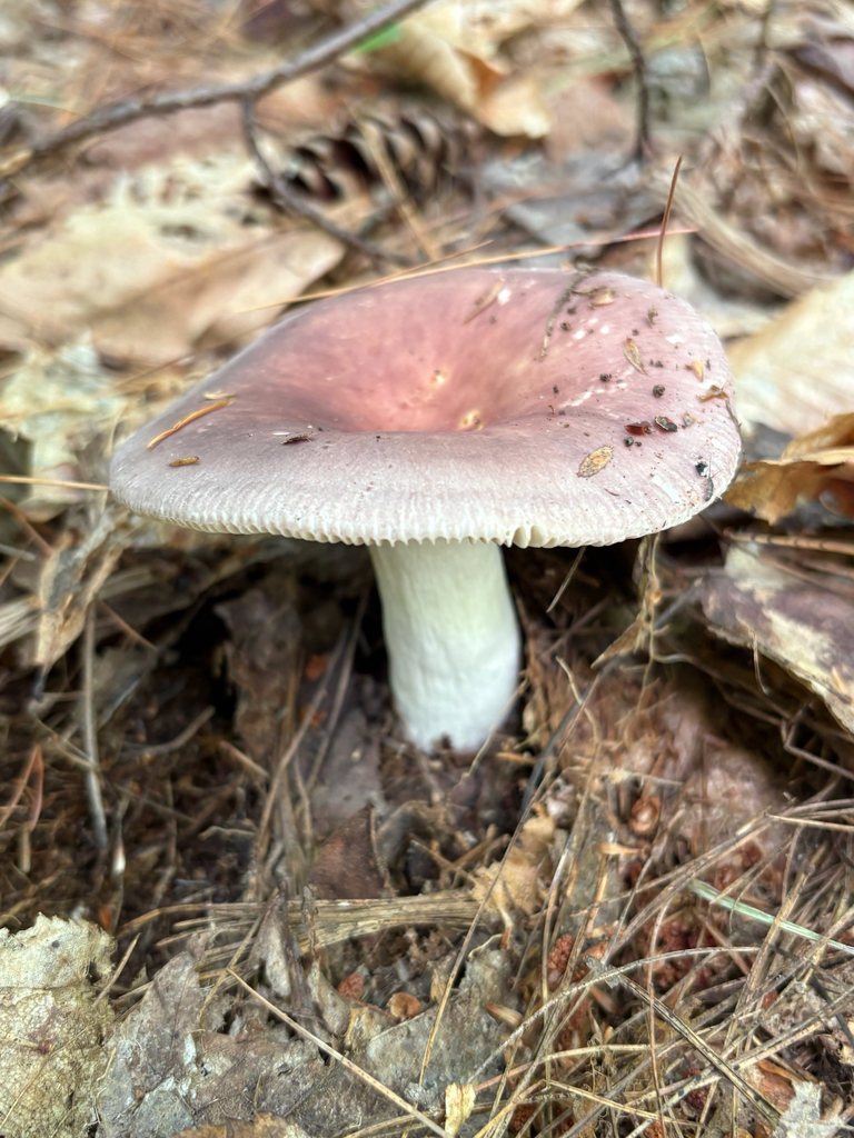 brittlegills · August 2026 · photo: Photo: (c) delognut, some rights reserved (CC BY) · iNaturalist