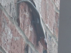 Plestiodon laticeps