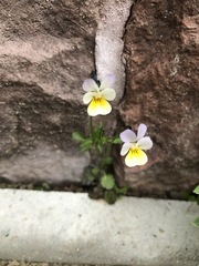 Viola × contempta