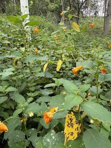 common jewelweed