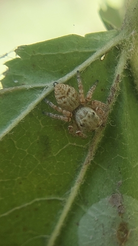 Carrhotus xanthogramma