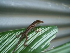 Anolis luciae