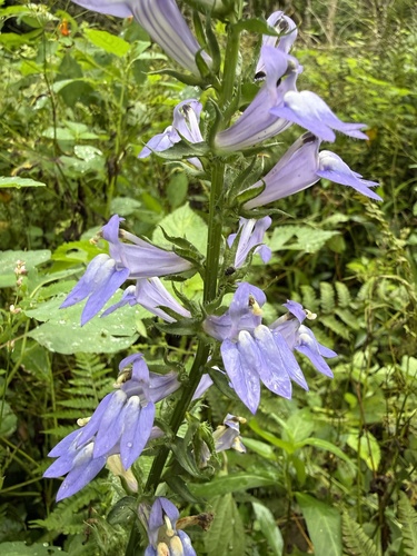 great blue lobelia