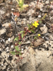 Camissoniopsis lewisii