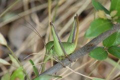Pediodectes haldemanii