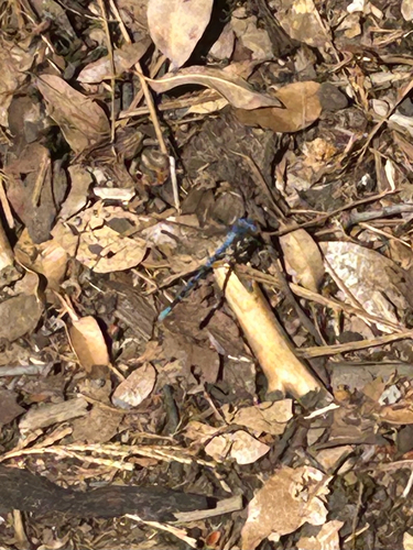 iNaturalist observation photo of Vivid Dancer