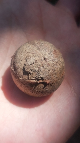 Andricus quercustozae