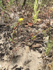 Camissoniopsis lewisii