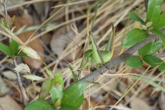 Pediodectes haldemanii
