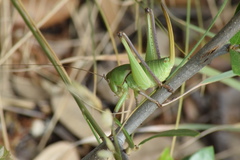 Pediodectes haldemanii