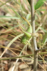 Pediodectes haldemanii