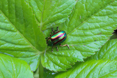 Chrysolinina
