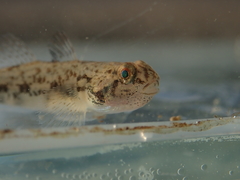 Pseudogobius taijiangensis